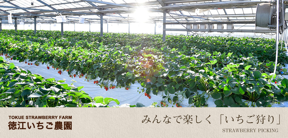 横浜市青葉区の減農薬で食べ比べのいちご狩り 徳江いちご農園